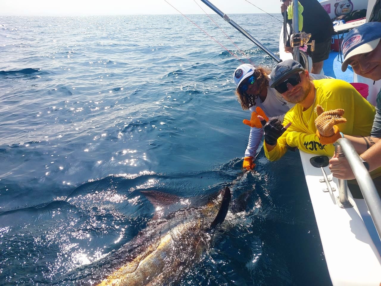 Blue Marlin catch and release