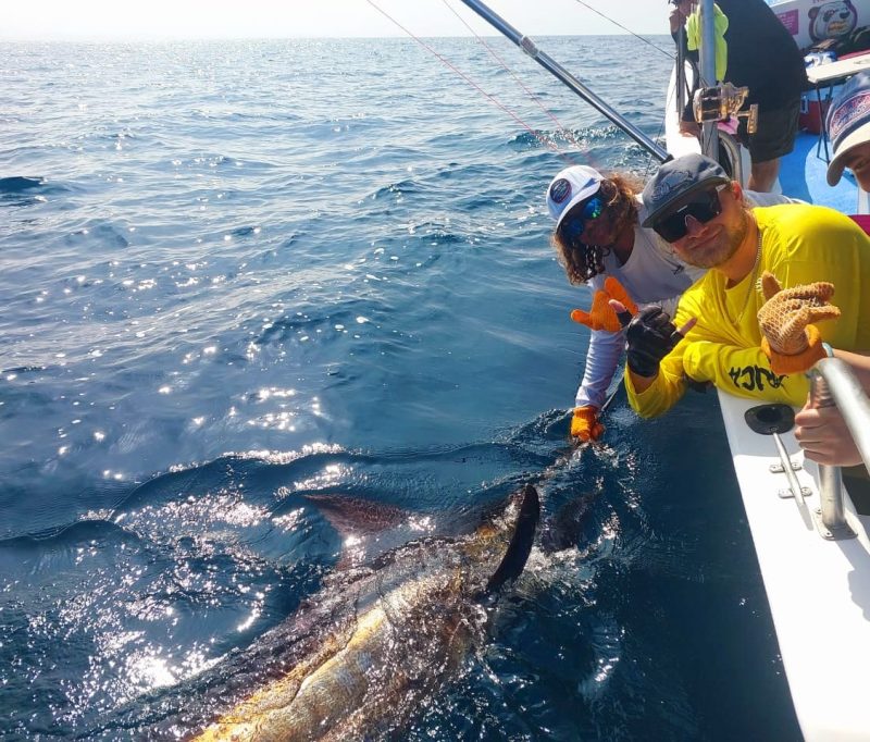 Blue Marlin catch and release