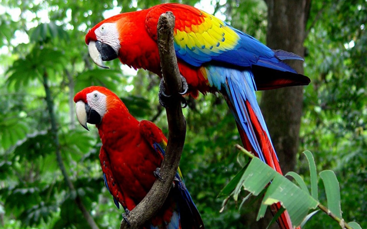 Guacamaya birds Costa Rica