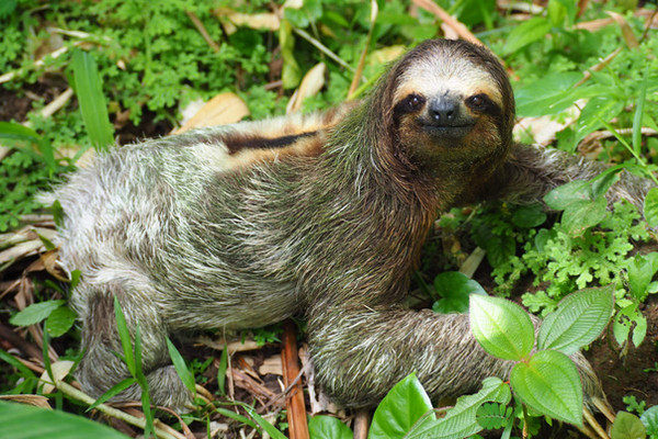 Sloth found during a hike to Arenal Volcano