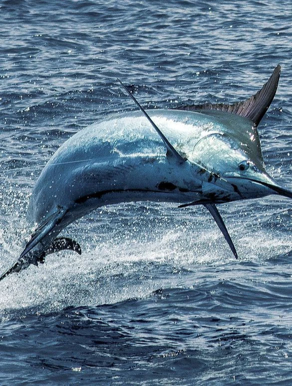 Blue Marlin fishing Costa Rica