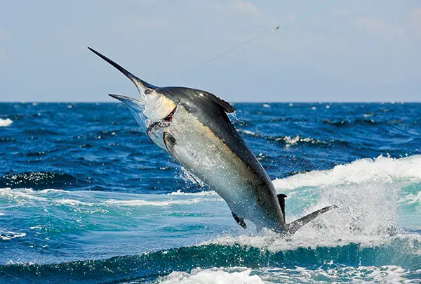 Blue Marlin Fishing - Costa Rica fishing tours