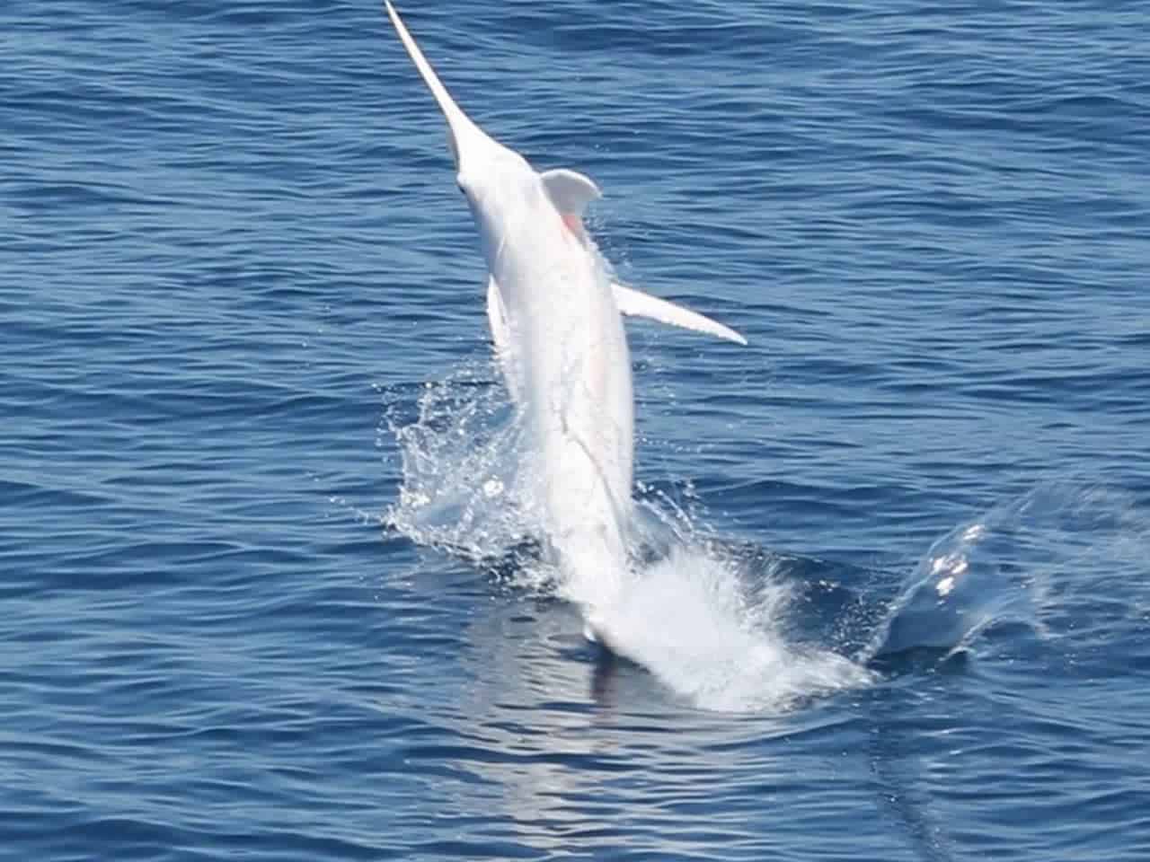 Marlin Catch Spanish Fly Trip